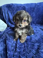 Nugget, a male Poodle - Toy  and Morkie for sale in Rome, GA – Photo 1 of 5