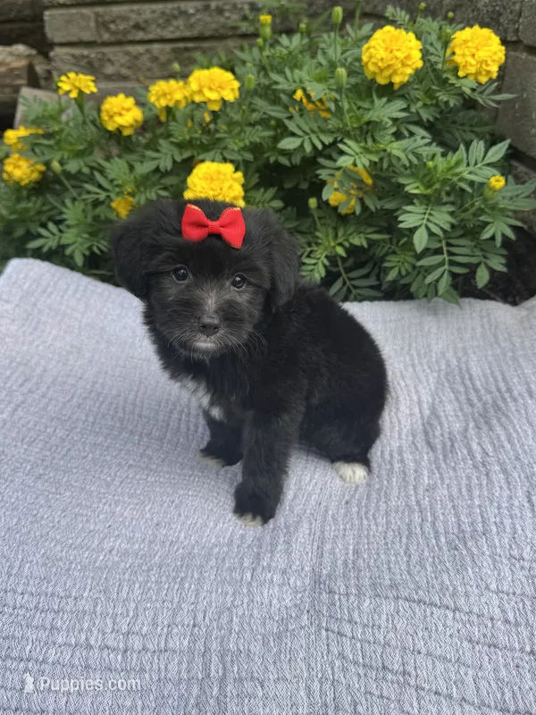 Candy – Poodle - Toy , Miniature Aussiedoodle puppy for sale in Rome, GA