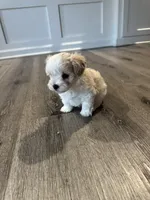 Marshmallow , a male Maltipoo for sale in Rome, GA – 4 of 4