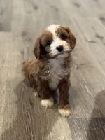 Teddy, a male Cavapoo for sale in Rome, GA – Photo 1 of 4