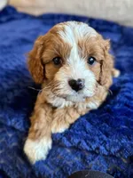 Teddy, a male Cavapoo for sale in Rome, GA – Photo 4 of 4