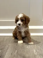 Teddy, a male Cavapoo for sale in Rome, GA – Photo 2 of 4