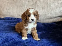 Teddy, a male Cavapoo for sale in Rome, GA – Photo 3 of 4