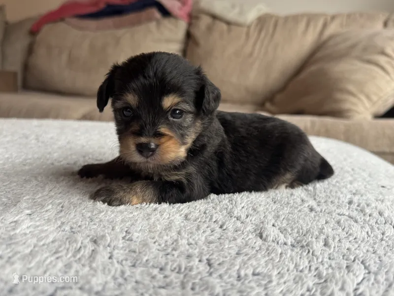 Hank – Poodle - Toy , Miniature Aussiedoodle puppy for sale in Rome, GA