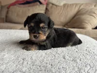 Hank, a male Poodle - Toy  and Miniature Aussiedoodle for sale in Rome, GA – 1 of 4