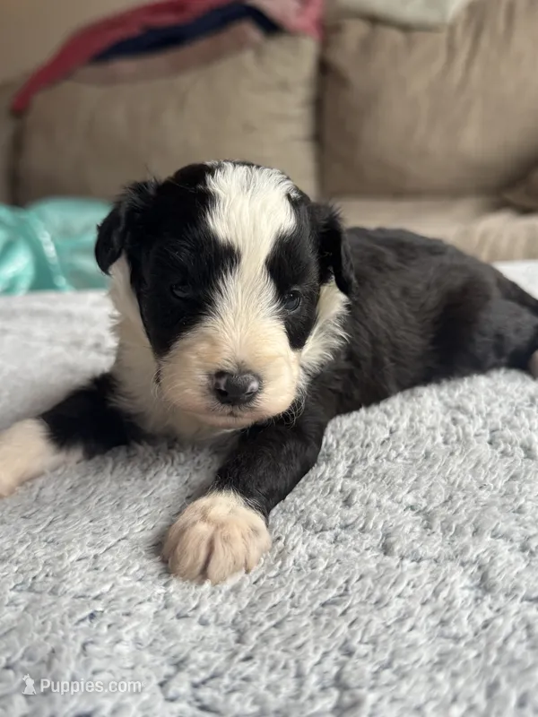 Buddy – Poodle - Toy , Miniature Aussiedoodle puppy for sale in Rome, GA