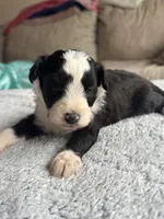 Buddy, a male Poodle - Toy  and Miniature Aussiedoodle for sale in Rome, GA – 1 of 4
