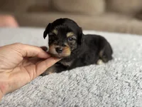 Hank, a male Poodle - Toy  and Miniature Aussiedoodle for sale in Rome, GA – 3 of 4