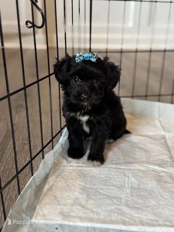 Bella – Poodle - Toy , Miniature Aussiedoodle puppy for sale in Rome, GA