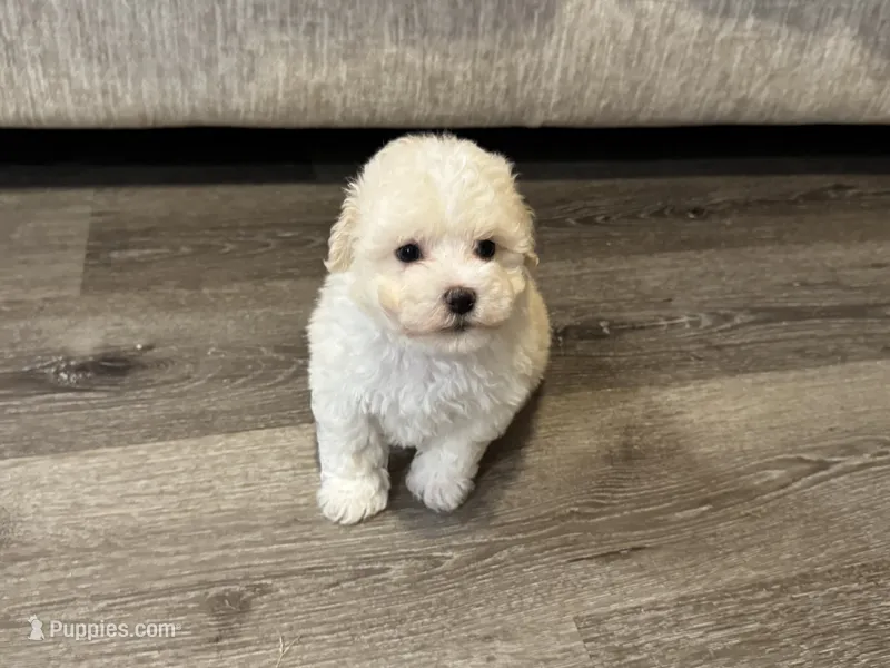 Casper – Maltipoo puppy for sale in Rome, GA