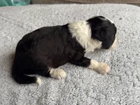 Buddy, a male Poodle - Toy  and Miniature Aussiedoodle for sale in Rome, GA – 3 of 4