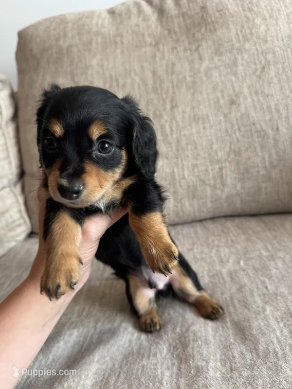 Jack – Miniature Dachshund puppy for sale in Rome, GA