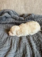 Casper, a male Maltipoo for sale in Rome, GA – 3 of 3
