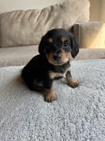 Jack, a male Miniature Dachshund for sale in Rome, GA – 1 of 4