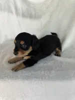 Jack, a male Miniature Dachshund for sale in Rome, GA – 3 of 4