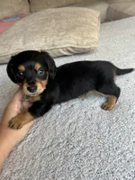 Jack, a male Miniature Dachshund for sale in Rome, GA – 4 of 4