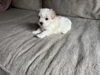 Marshmallow , a male Maltipoo for sale in Rome, GA – 3 of 4
