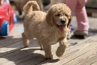 Miles, a male Goldendoodle for sale in Rome, GA – Photo 1 of 5