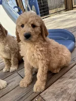 Miles, a male Goldendoodle for sale in Rome, GA – Photo 5 of 5