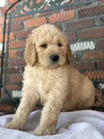 Miles, a male Goldendoodle for sale in Rome, GA – Photo 4 of 5