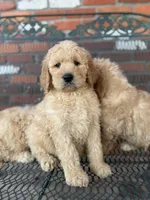 Miles, a male Goldendoodle for sale in Rome, GA – Photo 2 of 5