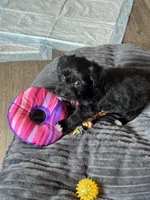 Buddy, a male Poodle - Toy  and Miniature Aussiedoodle for sale in Rome, GA – 3 of 5