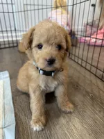 Mouse, a male Maltipoo for sale in Rome, GA – Photo 3 of 3