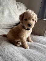 Mouse, a male Maltipoo for sale in Rome, GA – Photo 2 of 3