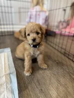 Mouse, a male Maltipoo for sale in Rome, GA – Photo 1 of 3