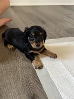 Milo, a male Miniature Dachshund for sale in Rome, GA – 3 of 4