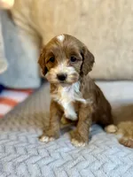 Grace, a female Cockapoo for sale in Rome, GA – Photo 1 of 4