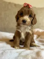 Grace, a female Cockapoo for sale in Rome, GA – Photo 4 of 4