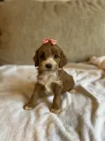 Grace, a female Cockapoo for sale in Rome, GA – Photo 2 of 4