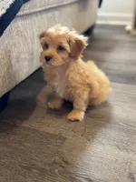 Teddy, a male Maltipoo for sale in Rome, GA – Photo 3 of 3