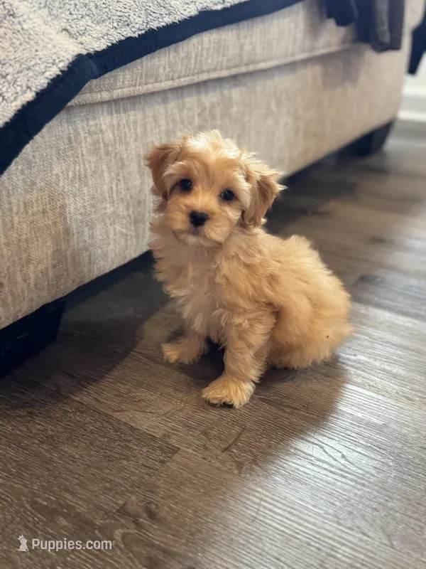 Teddy – Maltipoo puppy for sale in Rome, GA