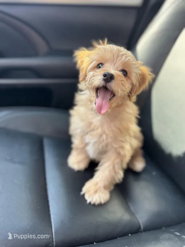 Teddy – Maltipoo puppy for sale in Rome, GA