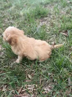 Teddy, a male Maltipoo for sale in Rome, GA – Photo 2 of 3