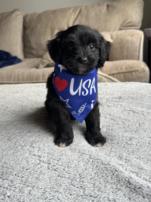 Buddy – Poodle - Toy , Miniature Aussiedoodle puppy for sale in Rome, GA