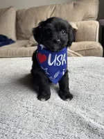 Buddy, a male Poodle - Toy  and Miniature Aussiedoodle for sale in Rome, GA – 1 of 5