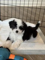 Oreo, a male Poodle - Toy  and Miniature Aussiedoodle for sale in Rome, GA – 1 of 3