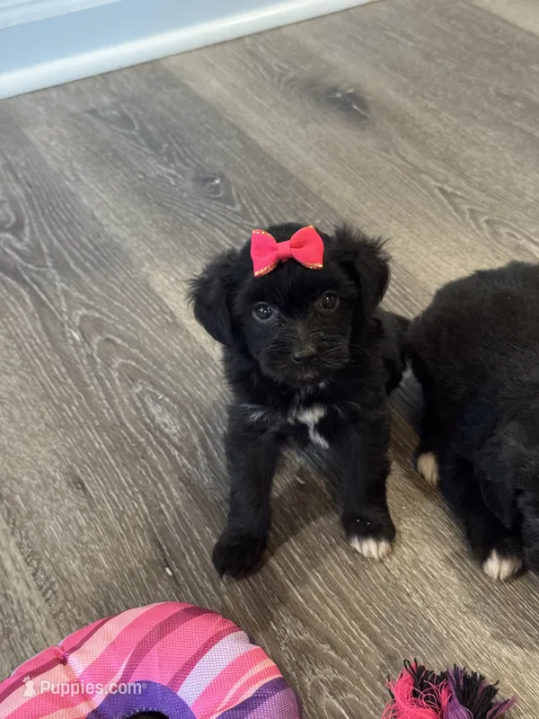 Bella – Poodle - Toy , Miniature Aussiedoodle puppy for sale in Rome, GA