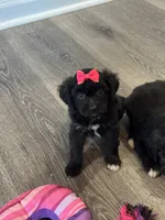 Bella, a female Poodle - Toy  and Miniature Aussiedoodle for sale in Rome, GA – 1 of 5