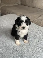 Oreo, a male Poodle - Toy  and Miniature Aussiedoodle for sale in Rome, GA – 4 of 5
