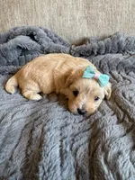 Princess , a female Maltipoo for sale in Rome, GA – 3 of 3