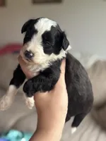 Buddy, a male Poodle - Toy  and Miniature Aussiedoodle for sale in Rome, GA – 4 of 4