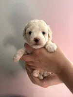 Casper, a male Maltipoo for sale in Rome, GA – 1 of 3