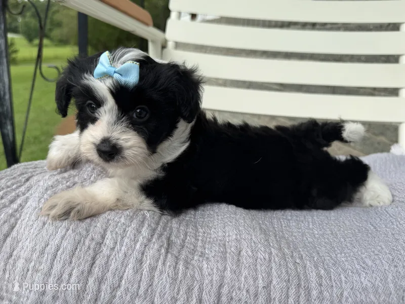 Stella – Poodle - Toy , Miniature Aussiedoodle puppy for sale in Rome, GA
