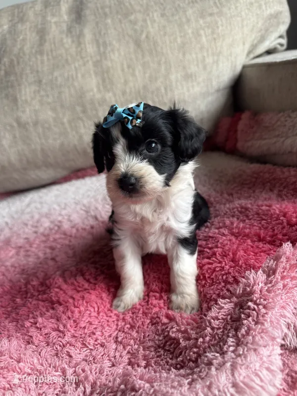 Stella – Poodle - Toy , Miniature Aussiedoodle puppy for sale in Rome, GA