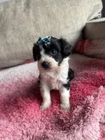 Stella, a female Poodle - Toy  and Miniature Aussiedoodle for sale in Rome, GA – 1 of 5