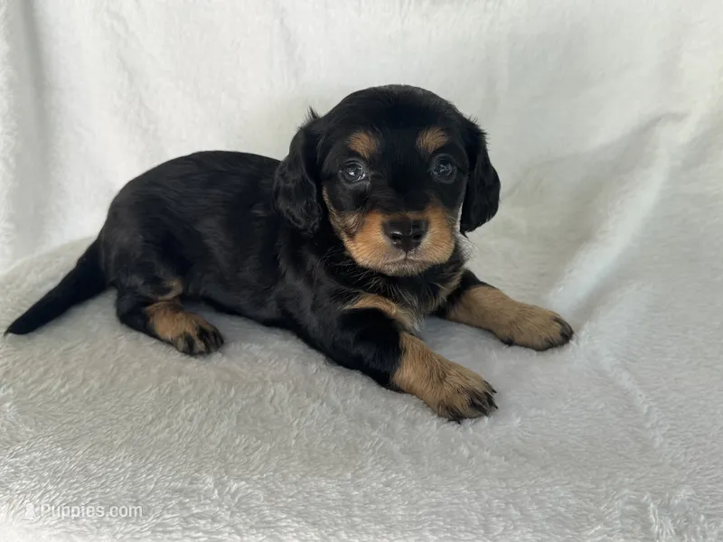 Milo – Miniature Dachshund puppy for sale in Rome, GA